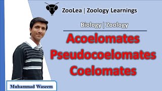 Acoelomates Pseudocoelomates and Coelomates  ZooLea  Lesson 13  Biology Zoology [upl. by Dachy]