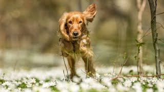 How to Stop Excessive Barking in Cocker Spaniels [upl. by Naitsabas671]