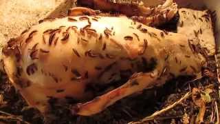 Watering Dermestid Beetles on a Black Bear Skull [upl. by Yentruocal56]