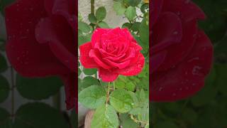 Beautiful Rose Flower Fresh Morning WhatsApp Status VideoYtshortsvideo shortstrending [upl. by Edette99]