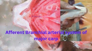 Dissection of afferent branchial arterial system of major carpBSc Practicalbiology practical [upl. by Akiem139]