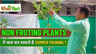 quotSummer Pruning 🍎in Apple Orchards Fruiting aur NonFruiting Plants ke Liye Complete Guidequot [upl. by Nipha894]