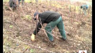 Prolongements  Taille Chablis de la vigne en Chablis  Champagne [upl. by Ahsiekit]