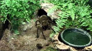 Theraphosa feeding compilation 2 [upl. by Hodges572]