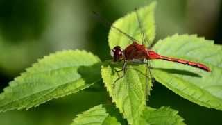 Dragonfly Catching and Eating a Mosquito [upl. by Athena]