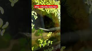 Wrestling Halfbeak fishfish aquascape plants viralshort aquariumfish bogofishaquariumplants [upl. by Mahseh]