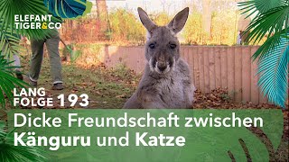 Schutzimpfung gegen Katzenschnupfen Langfolge 193  Elefant Tiger amp Co  ARD [upl. by Rennane]