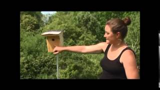 How to Put Up a Nest Box [upl. by Curry518]