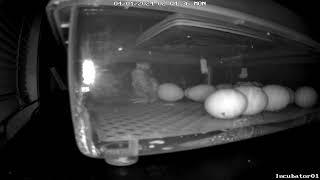 Baby Chicken Hatching Live Streaming [upl. by Llenrahs397]