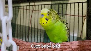 Boba the Budgie Talks for 4 Minutes  Talking Parakeet  Cute baby bird [upl. by Costa]