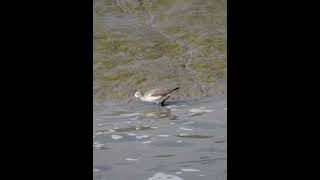 청다리도요Common Greenshank [upl. by Yrro]