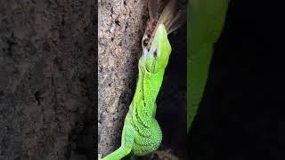 ASMR LIZARD EATS A HUGE COCKROACH SABZI THE GREEN TREE MONITOR shorts [upl. by Adniled48]