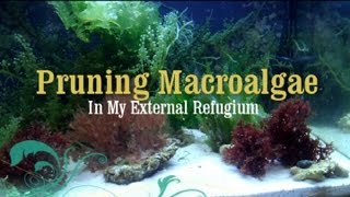 Reef Tank How to Prune Macro Algae in a Refugium [upl. by Fennell]