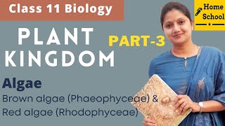 Plant Kingdom Class 11 Biology  Algae  Part3 [upl. by Muhammad348]