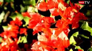 Flore Réunionnaise  bougainvillier rouge [upl. by Towney]