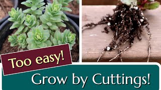 Grow Sedum from Cuttings Perennial Propagation [upl. by Aisiat]