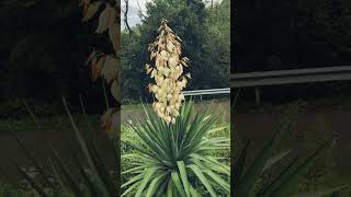 Beautiful Yucca Filamentosa flowers viralshorts trendingshorts [upl. by Stubstad]