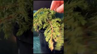 Revealing the Roots  Bonsai Styling [upl. by Eenyaj654]