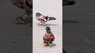 Kabutar ki videos kabootar pigeon pets shortsvideo short kabootarbazi [upl. by Crystal]