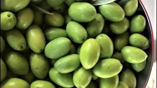 With this old school method you will have cracked green olives ready to eat in less then two weeks [upl. by Charbonnier]