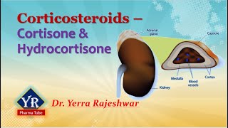 Corticosteroids  Cortisone amp Hydrocortisone  Corticosteroids  YR Pharma Tube  DrRajeshwar Yerra [upl. by Ahsienauq]