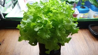 How to Make a Mini Kratky Hydroponic System for Lettuce [upl. by Vachell]