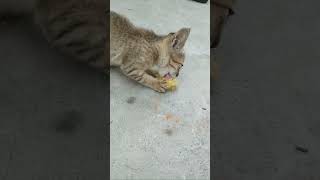 Cute kitten eating corn kitten [upl. by Nannek]