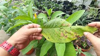 Sambong Blumea Balsamifera Ngai Camphor Gabon Paano Kilalanin at Alagaan [upl. by Ecidnarb]