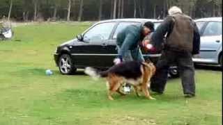 Duitse Herder Casper knpv training 2942012wmv [upl. by Enirac]