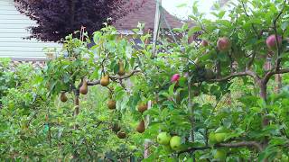 Tips to Espalier Pears [upl. by Enrobialc551]