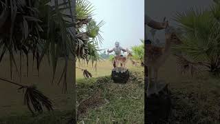 harina🦌vs🐆tiger 🐆attacks viralvideovfxeditingdiscovery subscribeflipkartshortvideo subham 😱 [upl. by Lowney771]