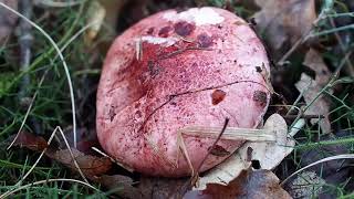 Hygrophore russule ou vinassier champignon comestible [upl. by Lisabeth705]