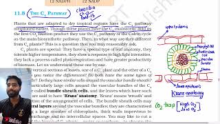 Part 13 C4 Pathway hatch and slack pathway Class 11th Biology NCERT Line by line explanation [upl. by Lahtnero796]