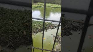 Buaya darat fyp berandayoutube viralshorts [upl. by Ruthy]