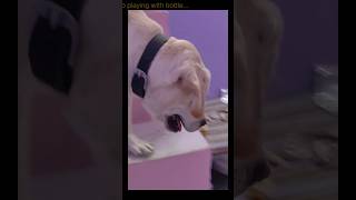 Leo playing with bottle labrador youtubeshorts [upl. by Kalam]