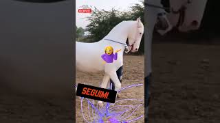 L  AKAL TECHE 🐴🐎🐴 shortvideo cavallo cavalli akalteche animali animale [upl. by Schmitz321]