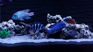 African Cichlids  June 2024 [upl. by Davison6]