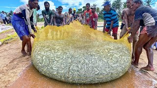 Unbelievable 1000KG Fish Catch in Seine Net  Incredible Fishing [upl. by Tiphany]