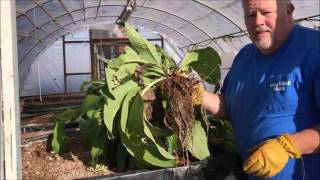 Sustainable Farming Using Comfrey in Aquaponics and Food Forest [upl. by Aven602]