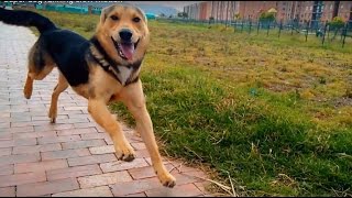 Super dog running slow motion [upl. by Goldin522]