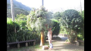 Huge Staghorn Fern clings to a Palm Tree trunk [upl. by Phyllys206]