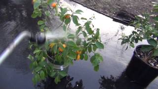 How to control Citrus White Fly Problem [upl. by Dlanor788]