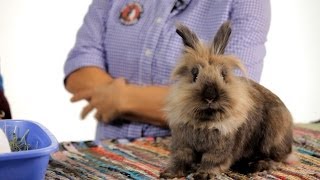 Should Your Rabbit Live FreeRange  Pet Rabbits [upl. by Ynottirb756]