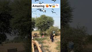 Amazing animals birds birdhunting entertainment frminghunting amazon kisan frmaramorgrow [upl. by Amles]