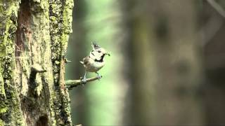 kuifmees European Crested Tit Parus cristatus [upl. by Martelle874]