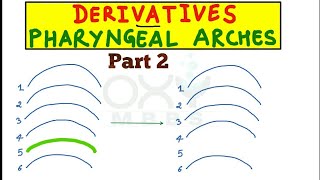 Derivatives of pharyngeal arches now simplified 2 [upl. by Arde868]