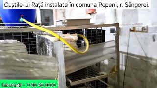 Custi pentru 80 femele instalate in comuna Pepeni r Sangerei [upl. by Morven]