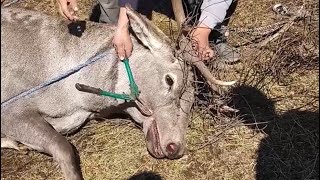 The journey to rescue the deers from the steel wires [upl. by Arramas]