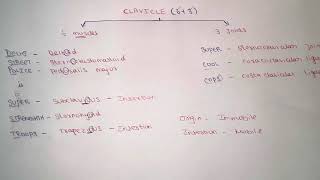 How to remember clavicle bone attachements easily  clavicle anatomy mnemonics [upl. by Moscow]