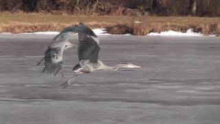 Great Blue Herons fight  Sea Gull got her fish back [upl. by Claus]